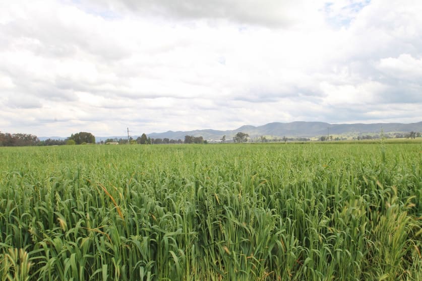 312 Wilbertree Road Mudgee NSW 2850 - Image 3