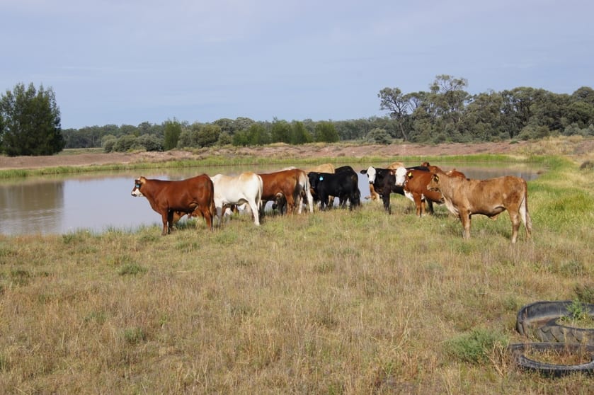 1043 ACRES BRIGALOW/BELAH Tara QLD 4421 - Image 2