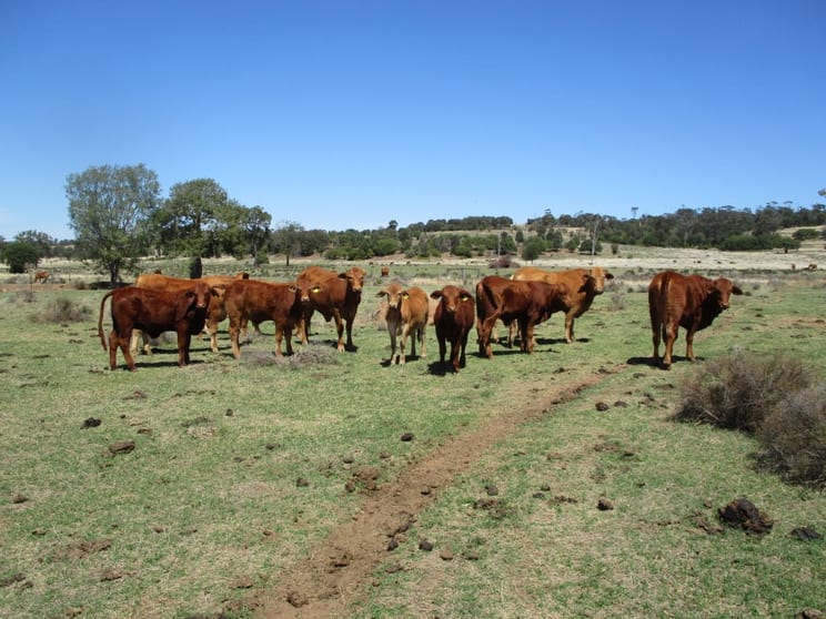 Moola QLD 4403 - Image 3