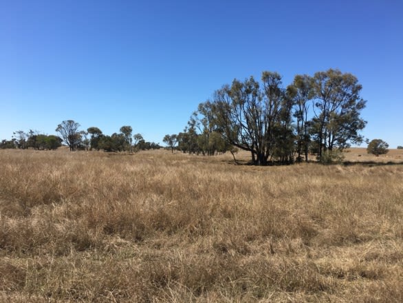 Click to view all images 537 Milman Road Milman QLD 4702 - Image 3