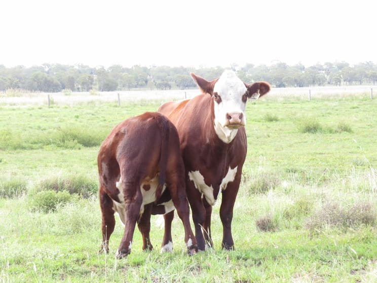 Click to view all images 404 ACRES, PRIME CATTLE & HORSE COUNTRY Jimbour East QLD 4406 - Image 1
