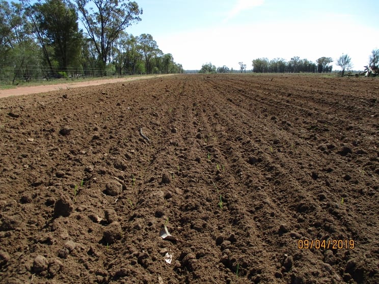 1211 ACRE GRAZING BLOCK Tara QLD 4421 - Image 1