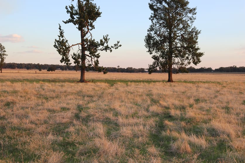 Mid Western Highway West Wyalong NSW 2671 - Image 1