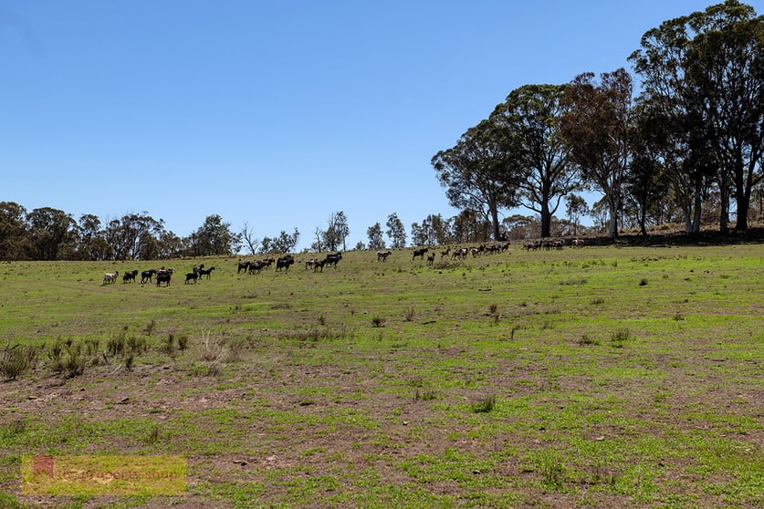 Click to view all images 1469 Bocoble Road Mudgee NSW 2850 - Image 3