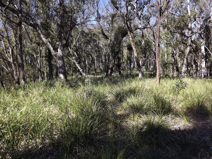 1527 New England Highway Dundee NSW 2370 - Image 2