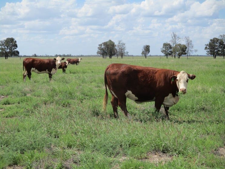 Click to view all images 1265 ACRES BRIGALOW COUNTRY Tara QLD 4421 - Image 1