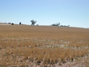 Lot 28 O'Connell Road Bordertown SA 5268 - Image 1