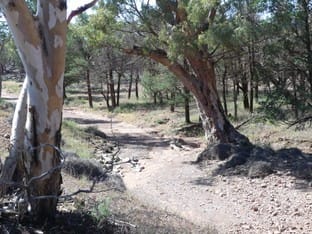 Black Hill Station SA 5434 - Image 2