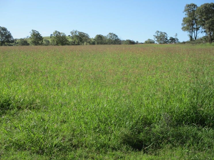 Click to view all images 230 ACRES, SCRUB SOIL GRAZING Peranga QLD 4352 - Image 2