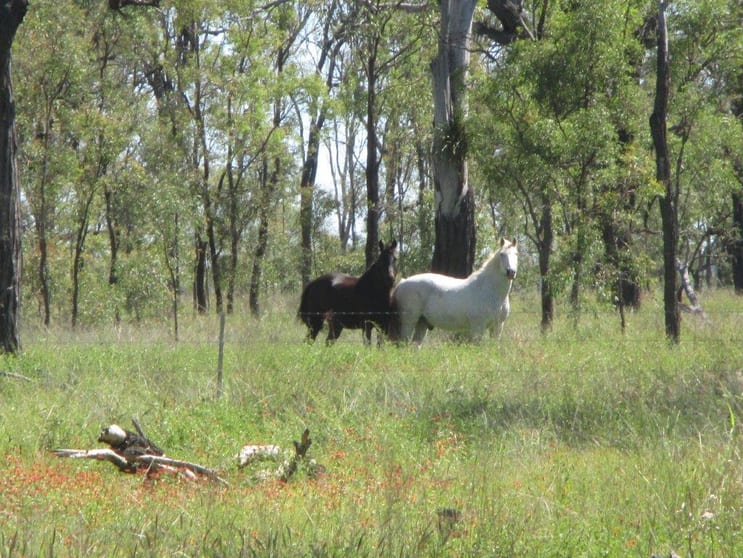 Click to view all images AUCTION "IRONBARK 2" - 405 ACRES Kaimkillenbun QLD 4406 - Image 3