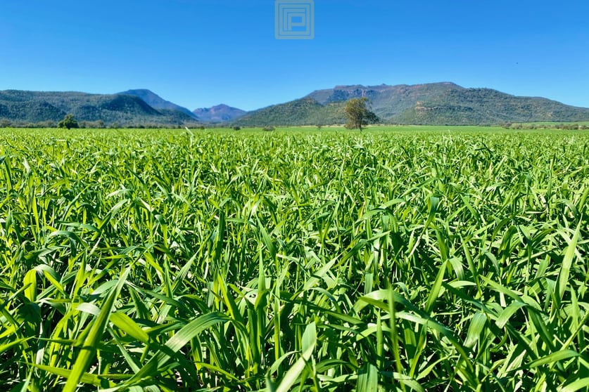Click to view all images 1240 Mellburra Road Narrabri NSW 2390 - Image 1