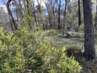 Click to view all images 157 Warra Forest Road Mount Mitchell NSW 2365 - Image 2