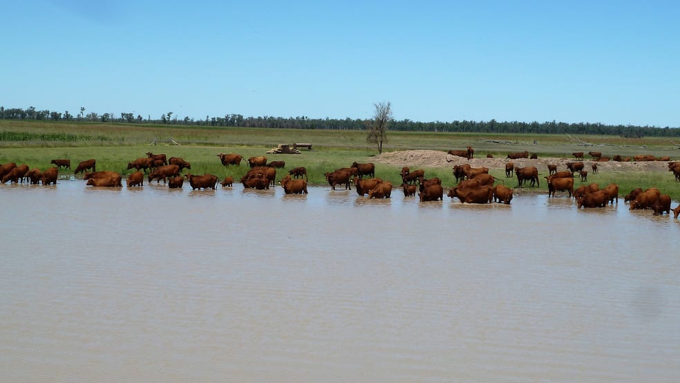 . CATTLE GRAZING PROPERTY . Moonie QLD 4406 - Image 1
