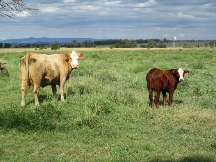 Click to view all images 73 ACRES GRAZING BLOCK Jandowae QLD 4410 - Image 1