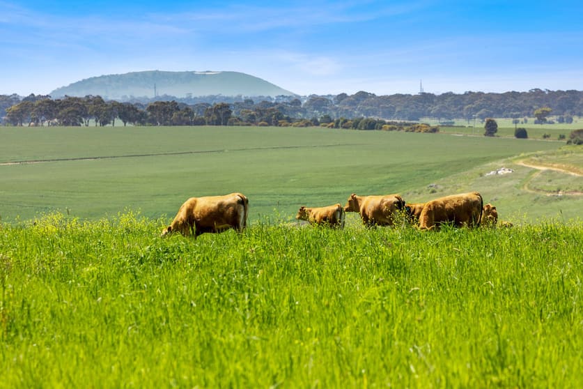 Click to view all images 2300 Midland Highway Bannockburn VIC 3331 - Image 3