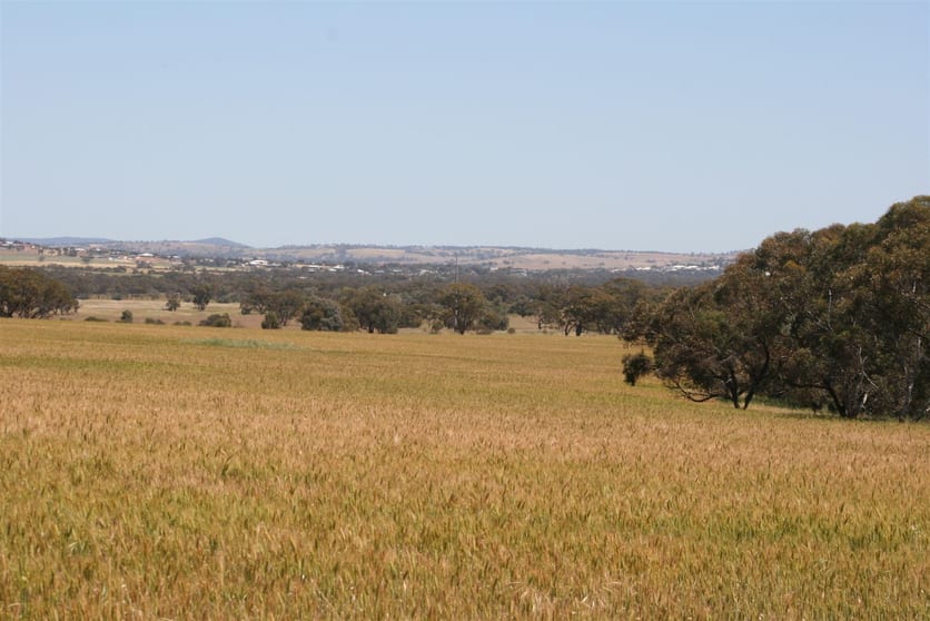Click to view all images . MANNALEA Grass Valley WA 6403 - Image 1