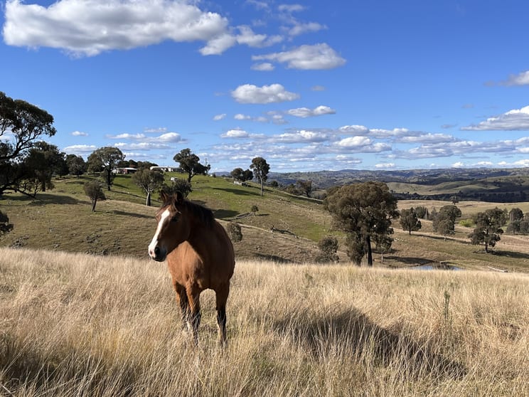 88 Old Wheeo Road Taylors Flat NSW 2586 - Image 2
