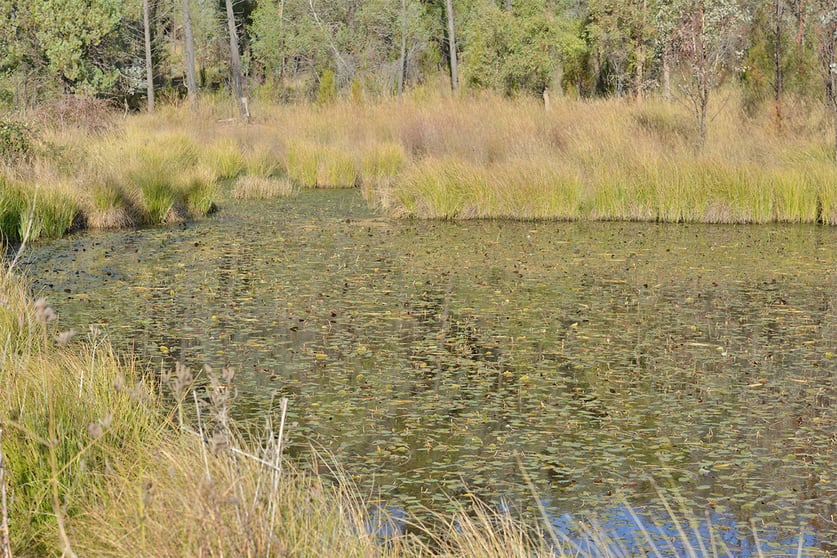 Click to view all images 2888 BARADINE ROAD Coonabarabran NSW 2357 - Image 2