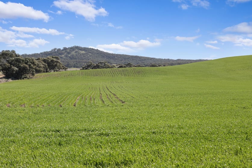 Click to view all images 'Gum View Hills' Gorge Road Pekina SA 5431 - Image 1
