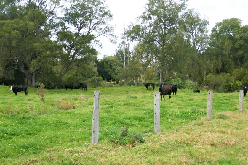Click to view all images 35 Phelps Road Kyogle NSW 2474 - Image 3
