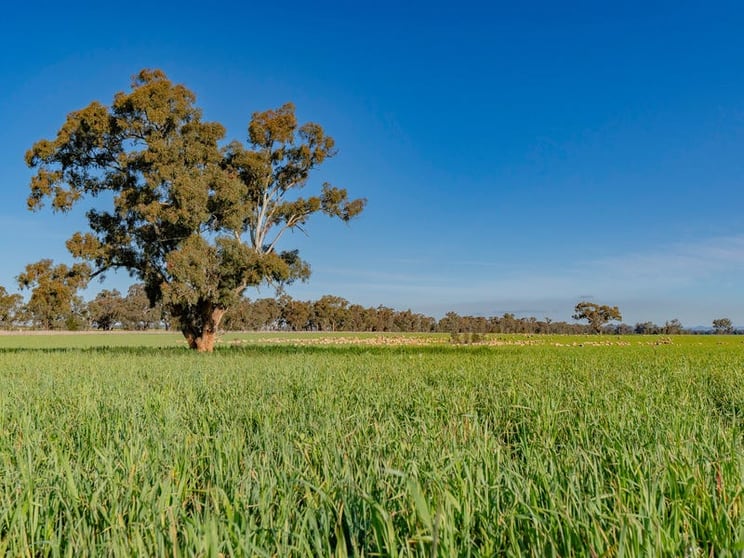 Click to view all images Upside Farm, 104 Flowerdale Road Wagga Wagga NSW 2650 - Image 2