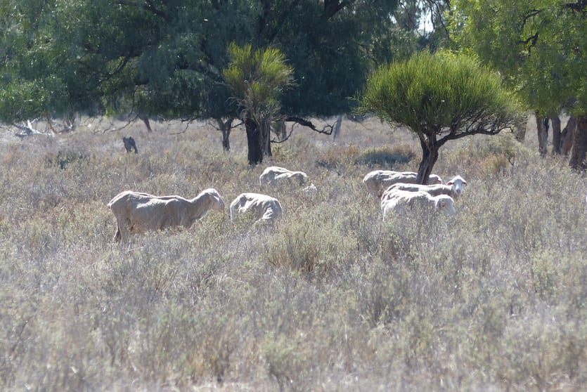 Click to view all images Part Belah, Colane Road Nyngan NSW 2825 - Image 2