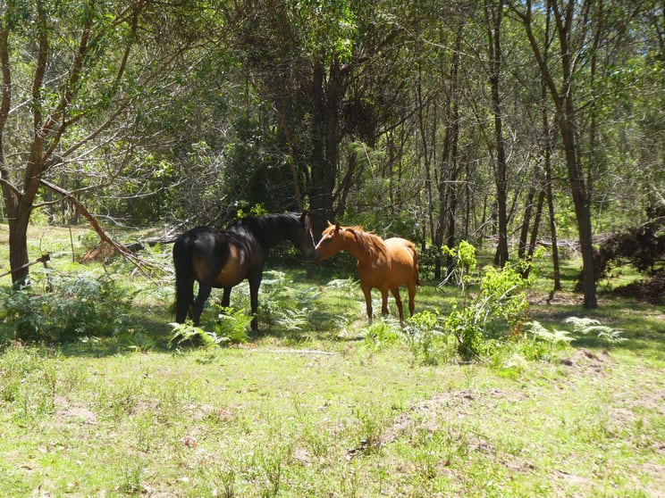 Click to view all images 78,79/400 Phillips Swamp Road Busbys Flat NSW 2469 - Image 2