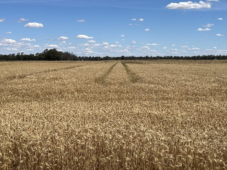 Click to view all images 812 Old Morago Road Deniliquin NSW 2710 - Image 2