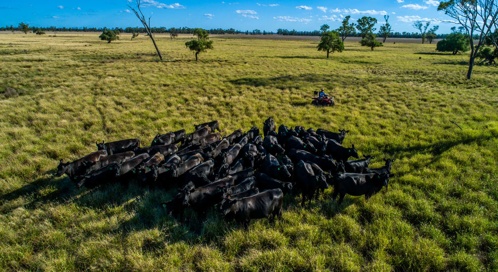 Click to view all images ‘Benah’ Coonamble NSW 2829 - Image 3