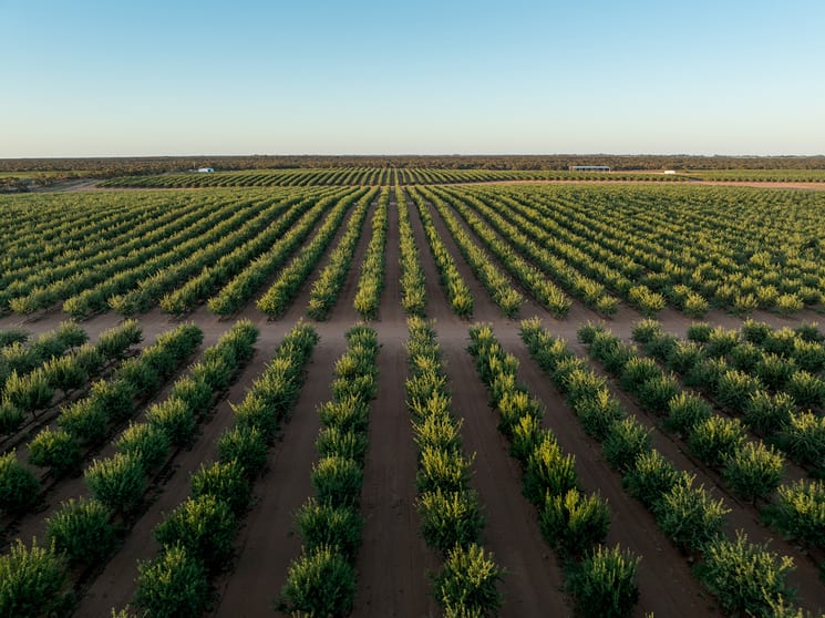 Click to view all images 971 Wilga Road Red Cliffs VIC 3496 - Image 2