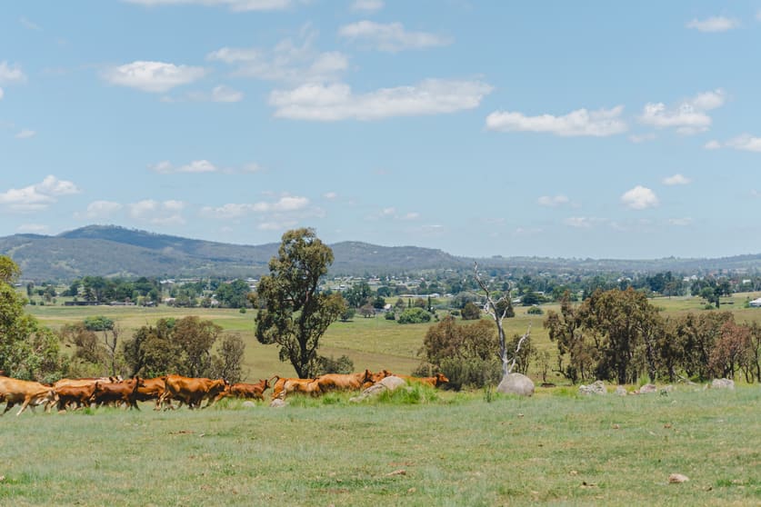 Click to view all images 247 Leeches Gully Road Tenterfield NSW 2372 - Image 2
