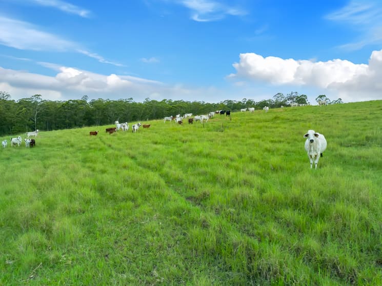Click to view all images 1 Clarence Way Tunglebung NSW 2469 - Image 3