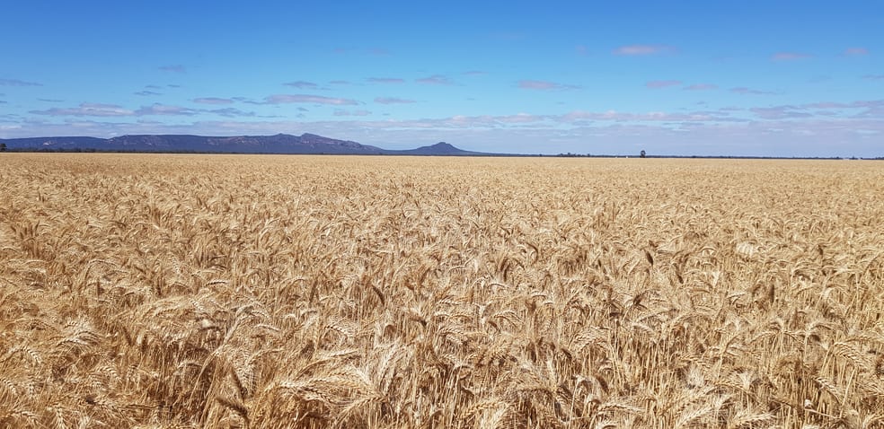 Click to view all images Horsham-Wal Wal Rd St Helens Plains VIC 3401 - Image 1