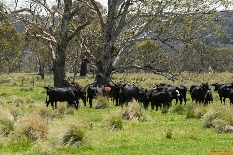 Click to view all images "Thoko" 995 Newline Road Glen Allen NSW 2631 - Image 2