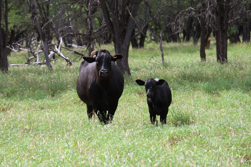 Click to view all images Lot 7 Ravensbourne Road Blackall QLD 4472 - Image 2