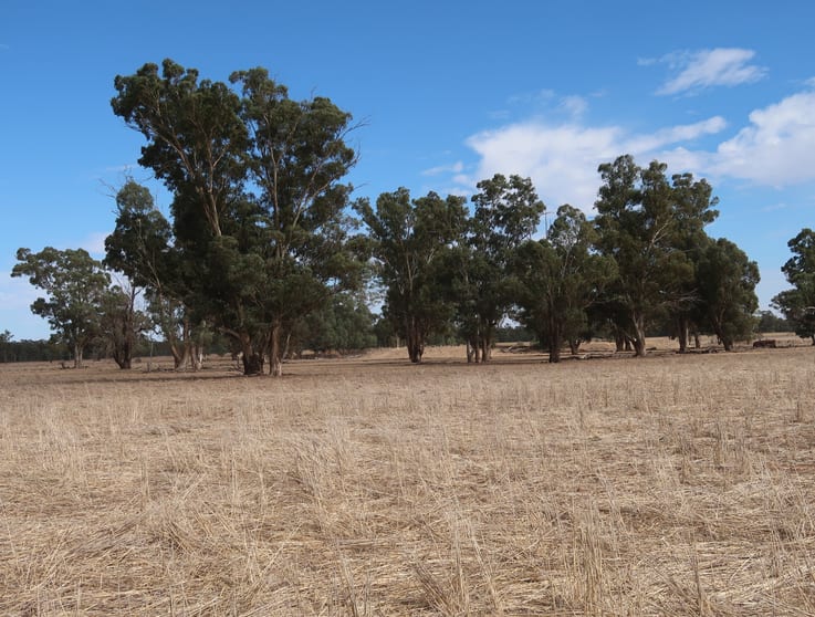Click to view all images 400 Bartletts Road Ganmain NSW 2702 - Image 1