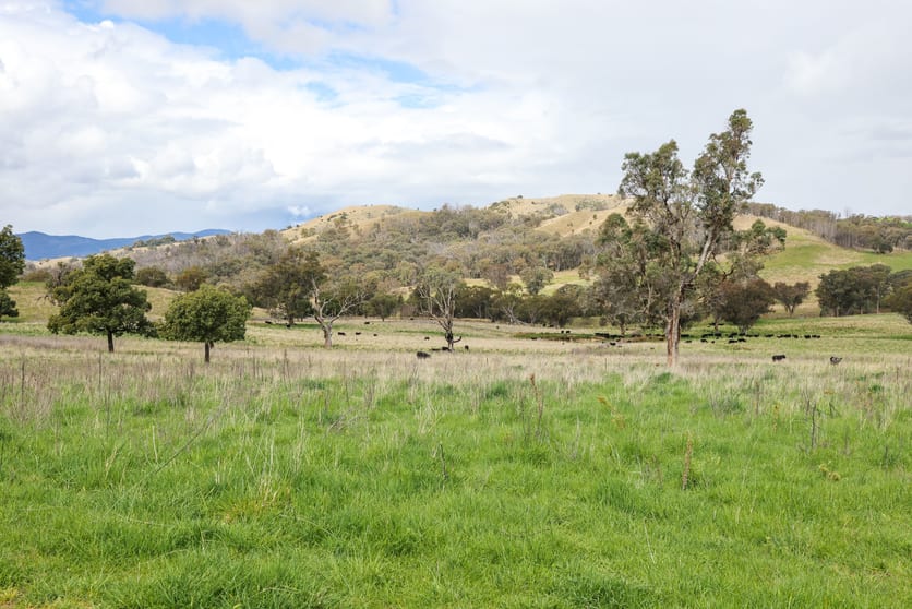 Wongabina Monteray Rd Loomberah NSW 2340 - Image 1