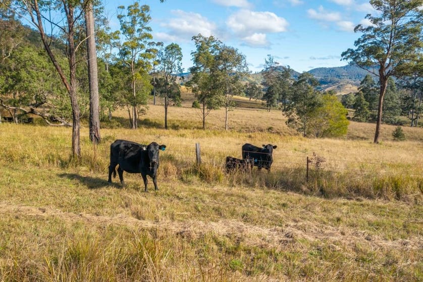 125 Jasper Creek Road Mount Seaview NSW 2446 - Image 3