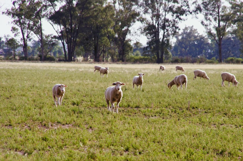 1041 Balladoran Railway Road Gilgandra NSW 2827 - Image 3