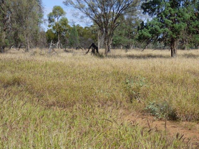553 Mitchell Highway Wyandra QLD 4489 - Image 2