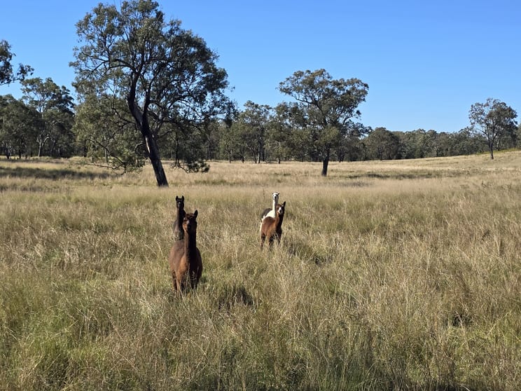Click to view all images 330 Emu Creek Road Emu Creek QLD 4355 - Image 2