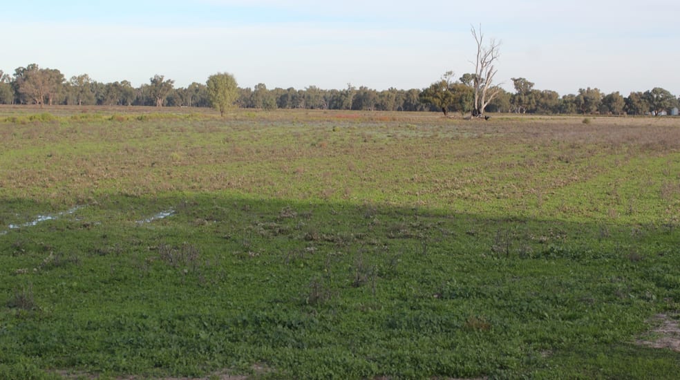 Click to view all images 13300 Lachlan Valley Way Condobolin NSW 2877 - Image 3