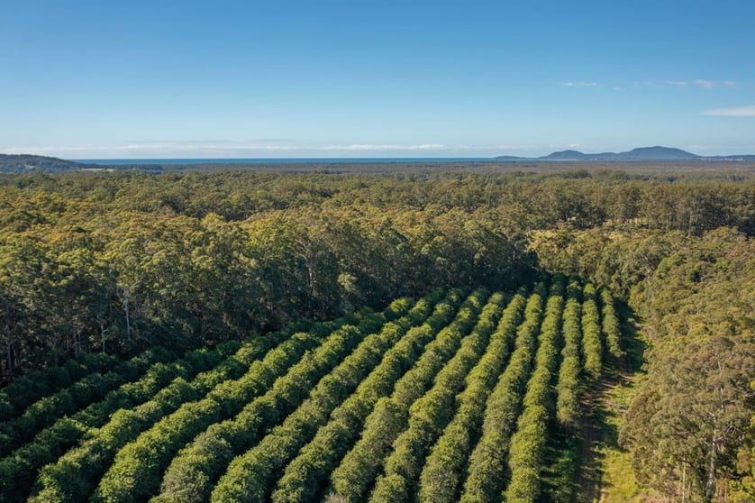 137 Browns Road Barraganyatti NSW 2441 - Image 3