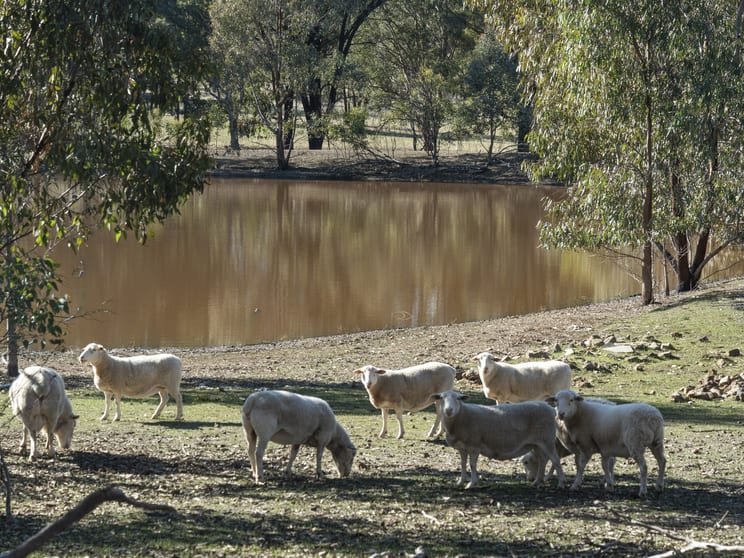 Click to view all images 184 Dorset Hill Road Earlston VIC 3669 - Image 2