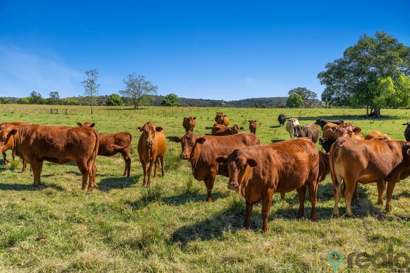 Click to view all images 20 Charlton Avenue South Lismore NSW 2480 - Image 3