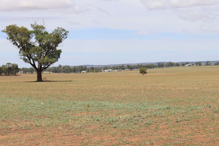 Click to view all images 179 Norris Lane West Wyalong NSW 2671 - Image 3
