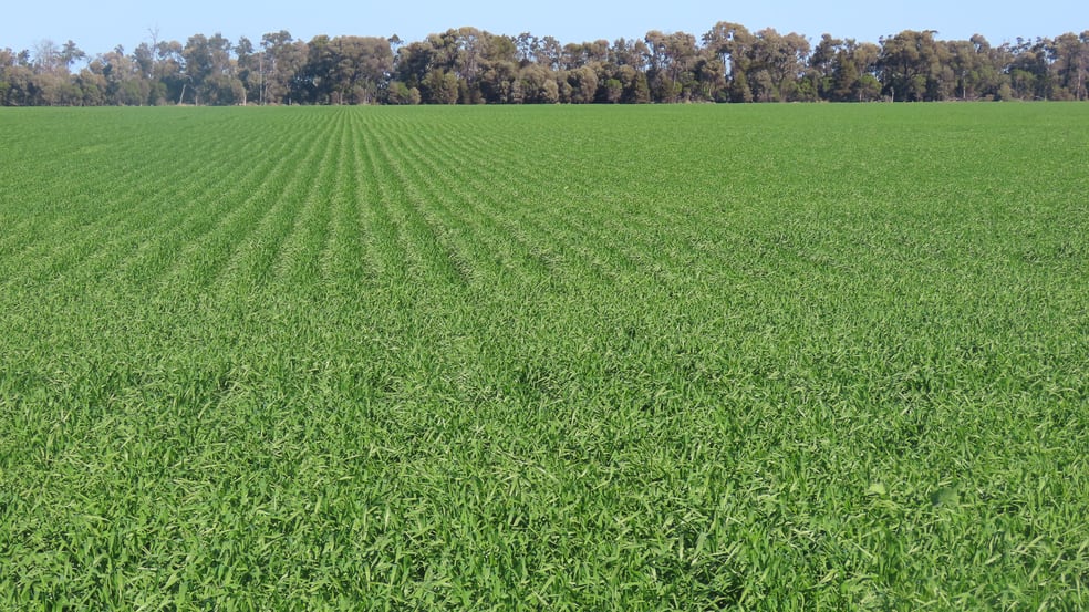 Click to view all images 18833 Gore Highway Goondiwindi QLD 4390 - Image 1