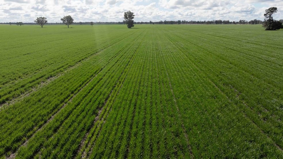 141 Cheecome Road Moree NSW 2400 - Image 3