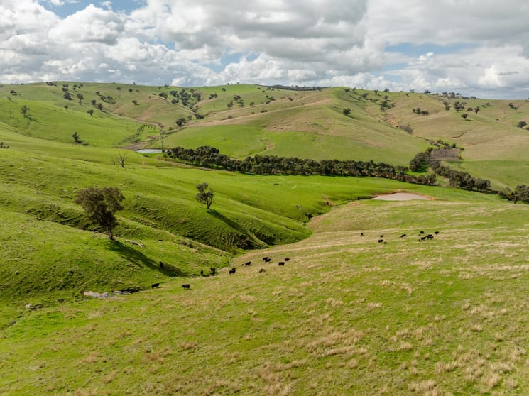 Click to view all images Spring Hill Nangus Road Gundagai NSW 2722 - Image 1