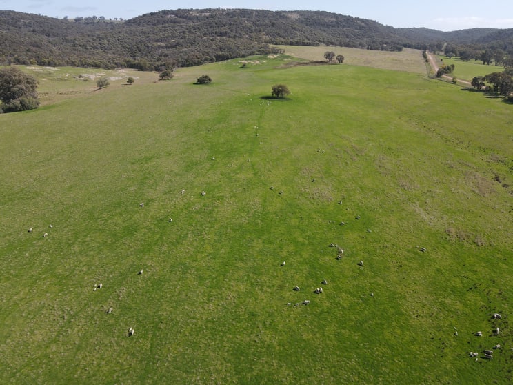 "Glenroy" 165 Bald Hills Road Grenfell NSW 2810 - Image 2